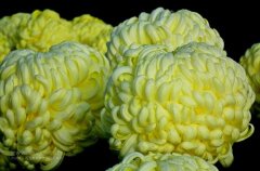 一朵菊花開出七種顏色？用手持氣象站種菊